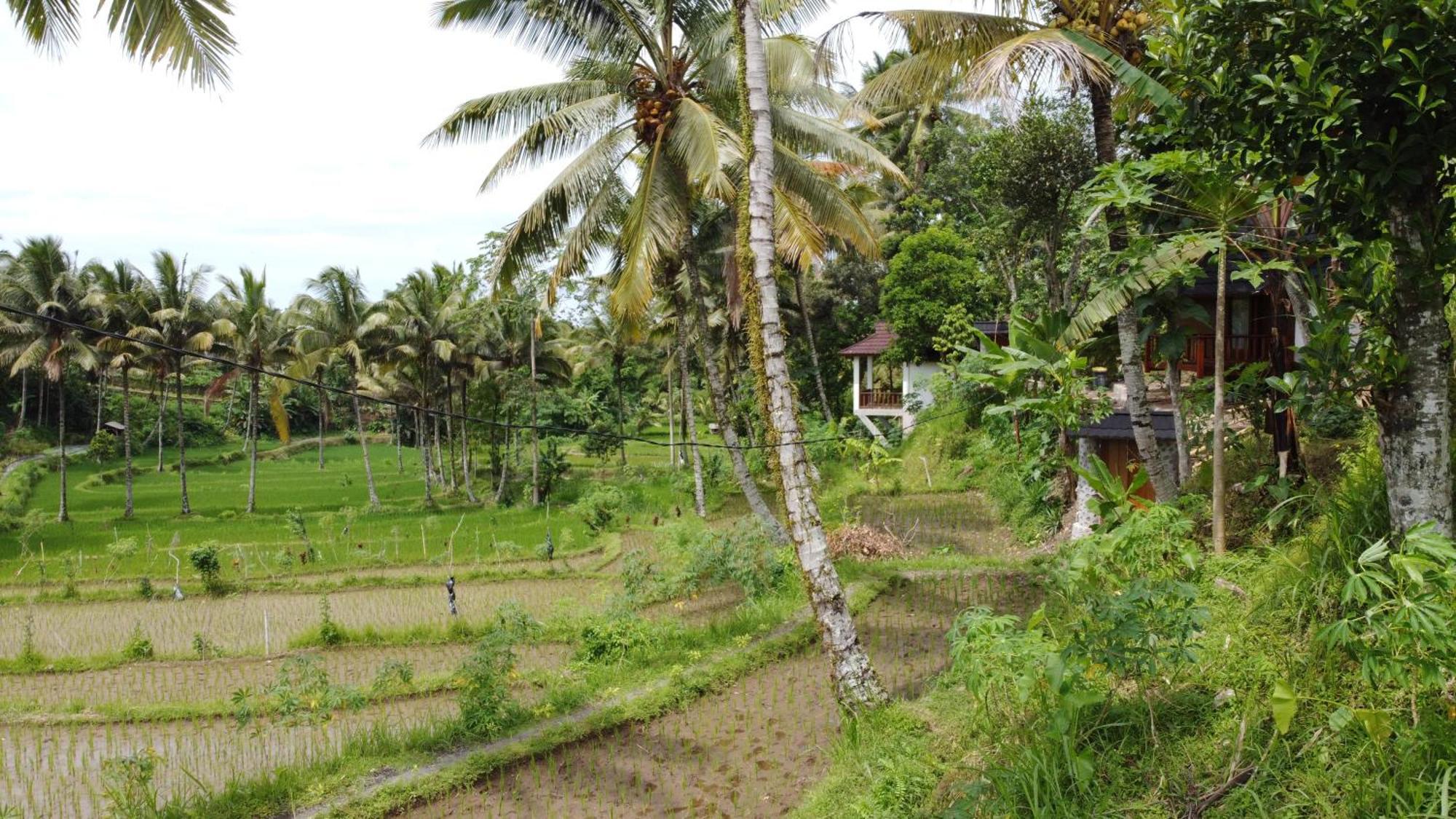 Nea Cottage Lombok Tetebatu Eksteriør billede