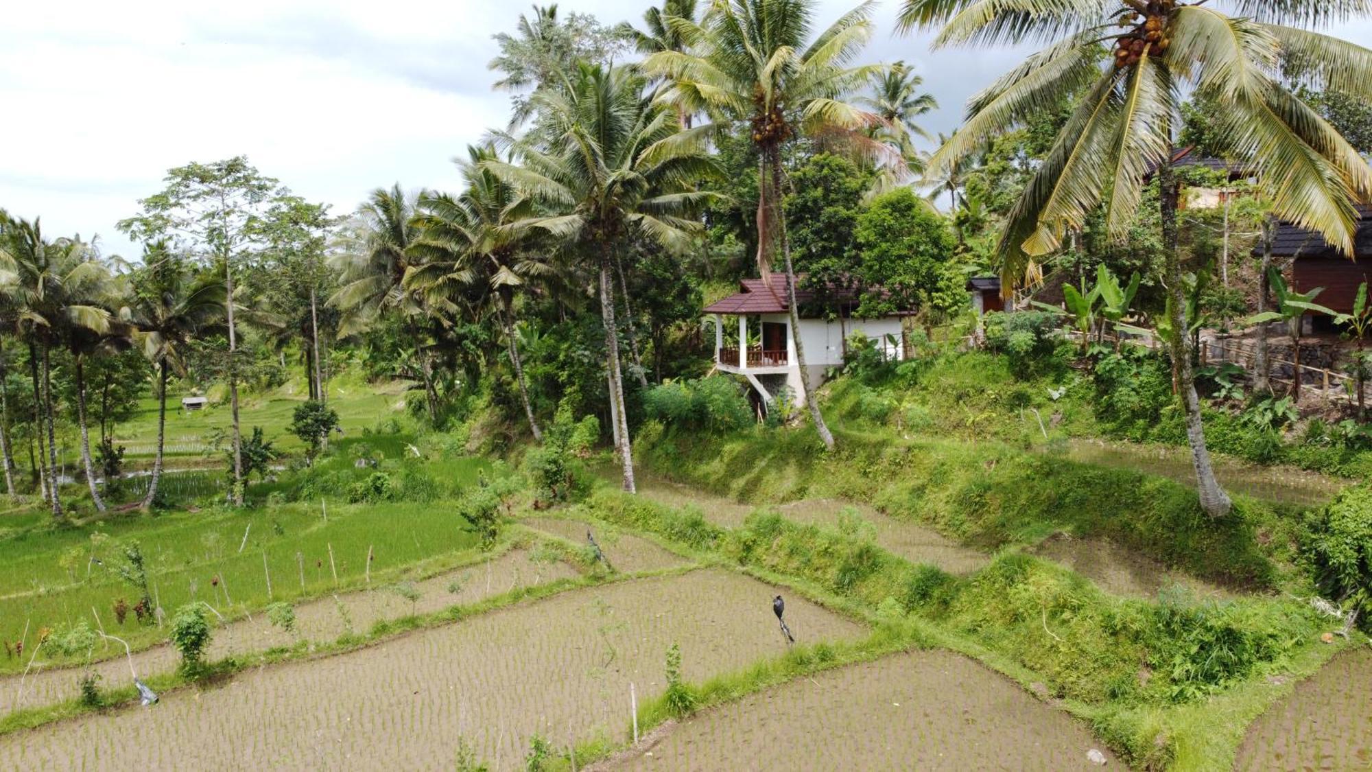 Nea Cottage Lombok Tetebatu Eksteriør billede