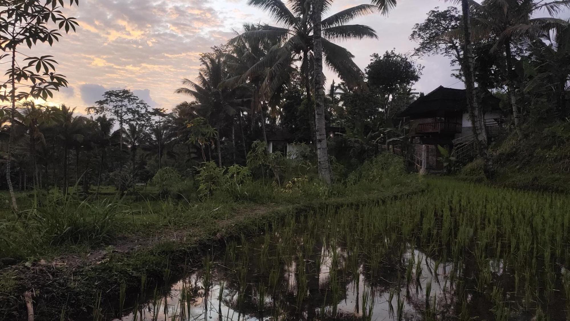 Nea Cottage Lombok Tetebatu Eksteriør billede